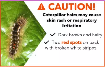 BTM Caterpillar