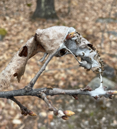 Nest